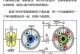 探究艾欧迪内衣的品质和舒适度（让您感受无与伦比的舒适与自信）