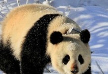 大熊猫的战斗力究竟如何？（探索大熊猫战斗技能的奥秘）