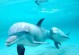 海豚的迷人外形与特点（揭秘海豚的外貌、形态及特殊器官）